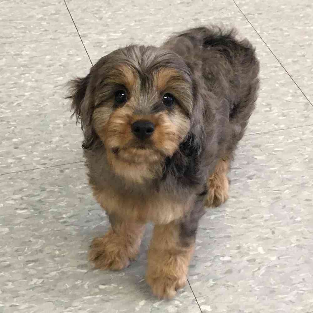 Cavapoo Puppy for sale The Perfect Puppy Plainville MA