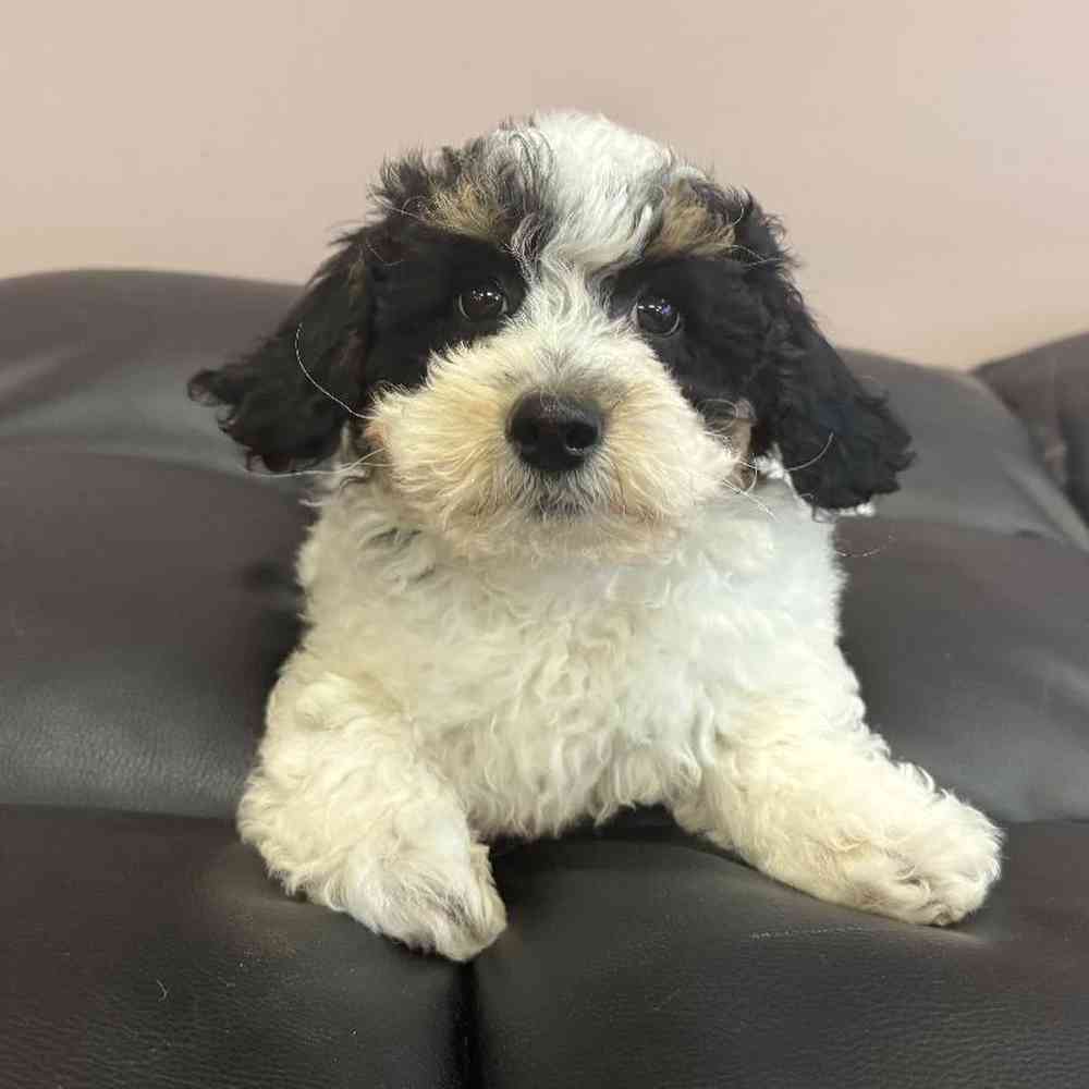 Image of a pet breed in the gallery