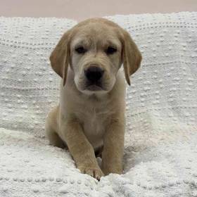 Golden Retriever Mix