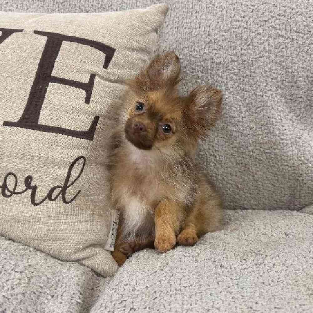 Image of a pet breed in the gallery