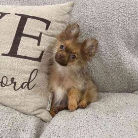 Pomeranian