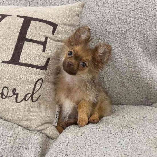 Pomeranian