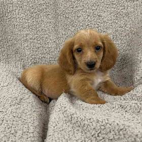 Dachshund