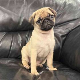 Pug
