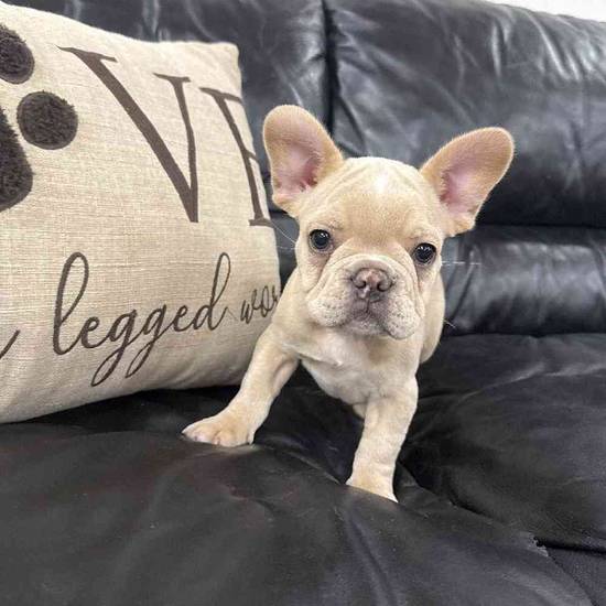 French Bulldog