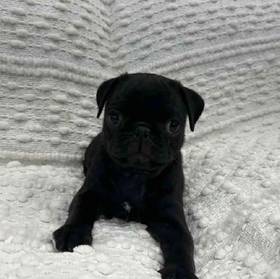 Pug
