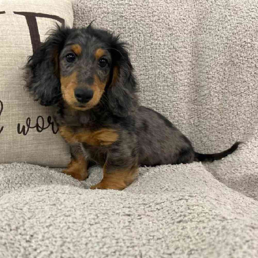 Image of a pet breed in the gallery