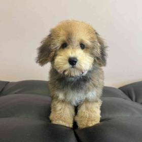 Bichon-Poo