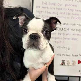 Boston Terrier
