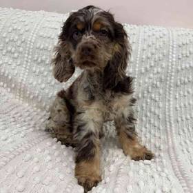 Cocker Spaniel