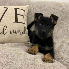German Shepherd
