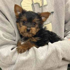 Yorkie