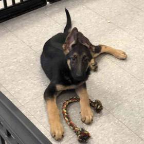 German Shepherd