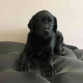 Lab Mix