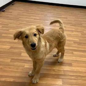 Goldendoodle Mix