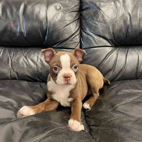 Boston Terrier
