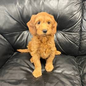 Mini Goldendoodle