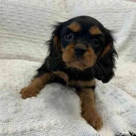Cavalier King Charles Spaniel
