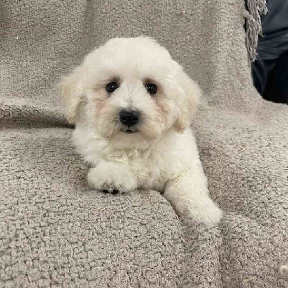 Image of a pet breed in the gallery