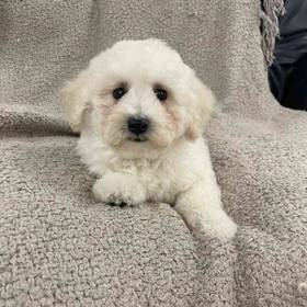 Bichon-Poo