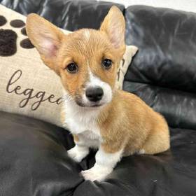 Pembroke Welsh Corgi