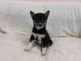 Shiba Inu