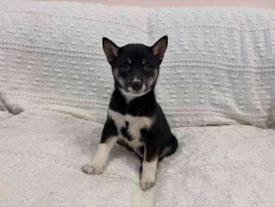 Shiba Inu