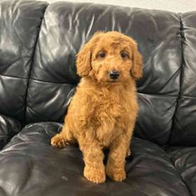 Mini Goldendoodle