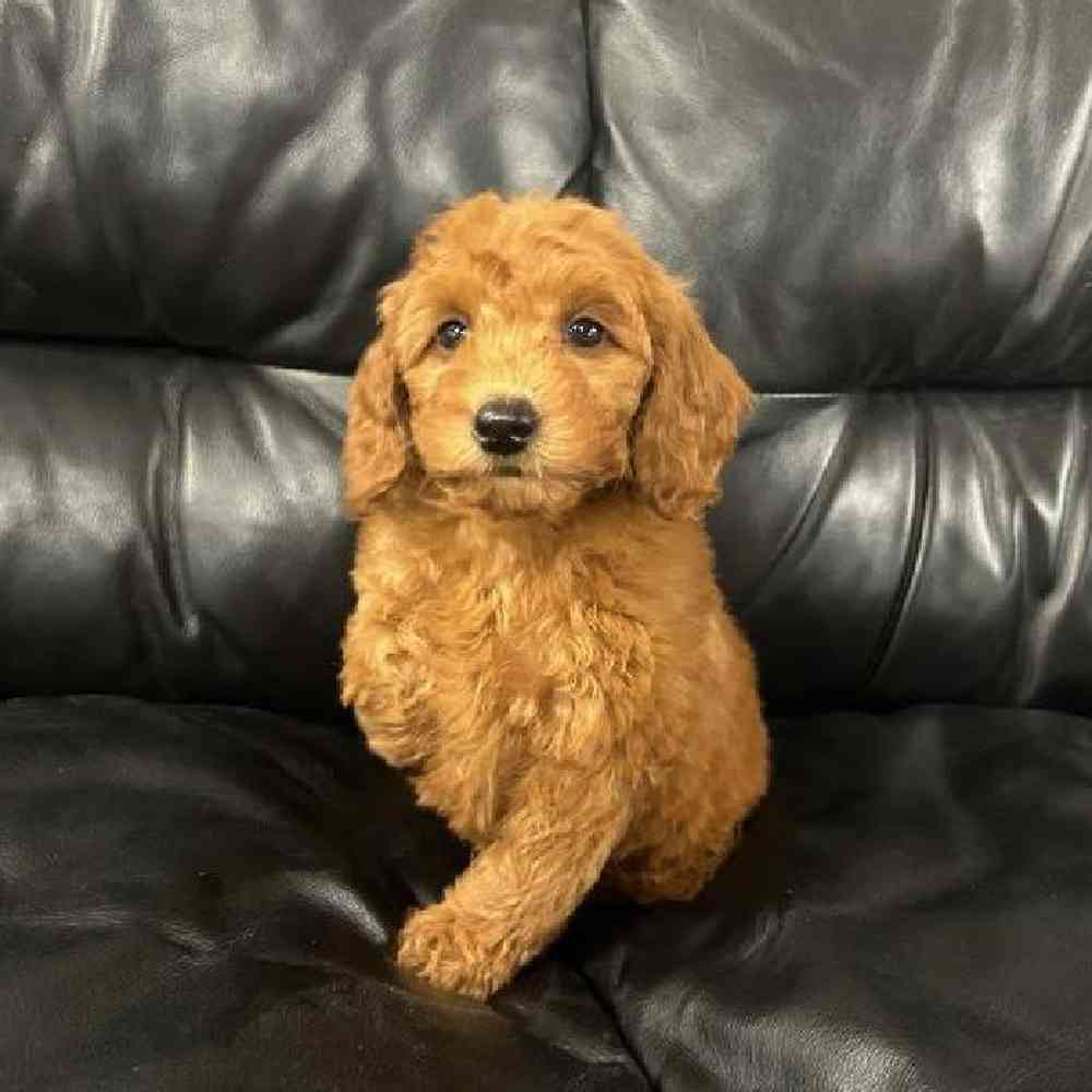 carousel pet images