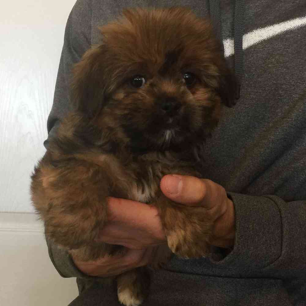 Shorkie chon sales