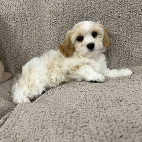 Cavachon
