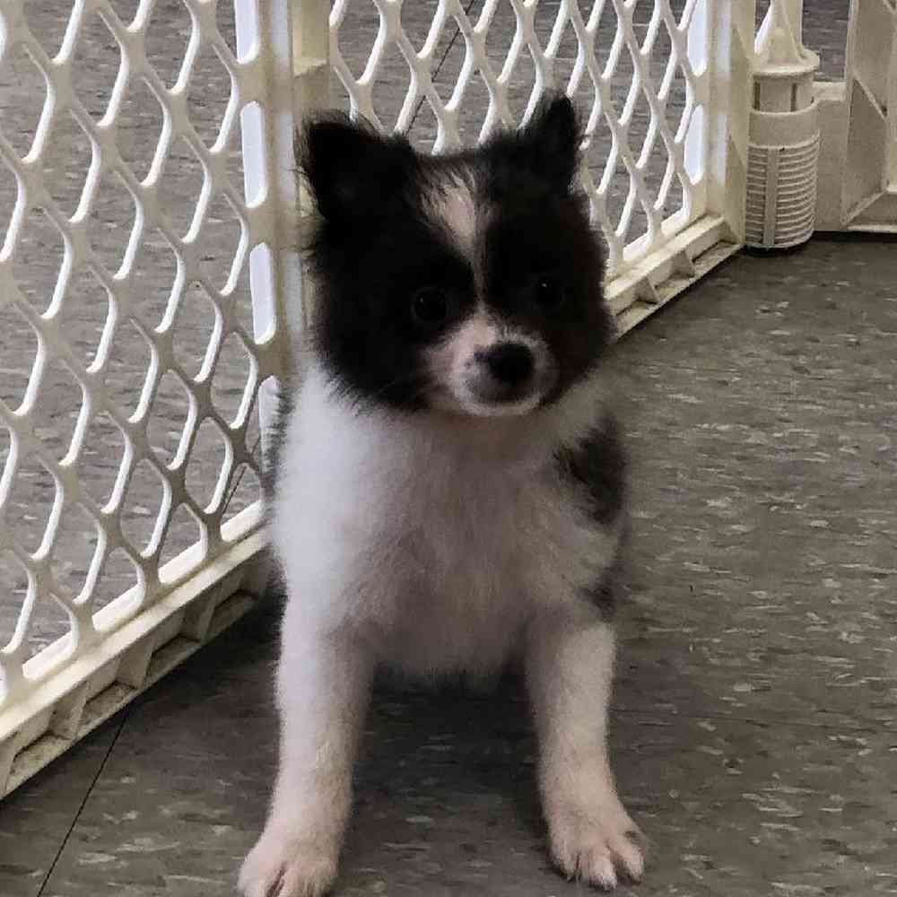 carousel pet images