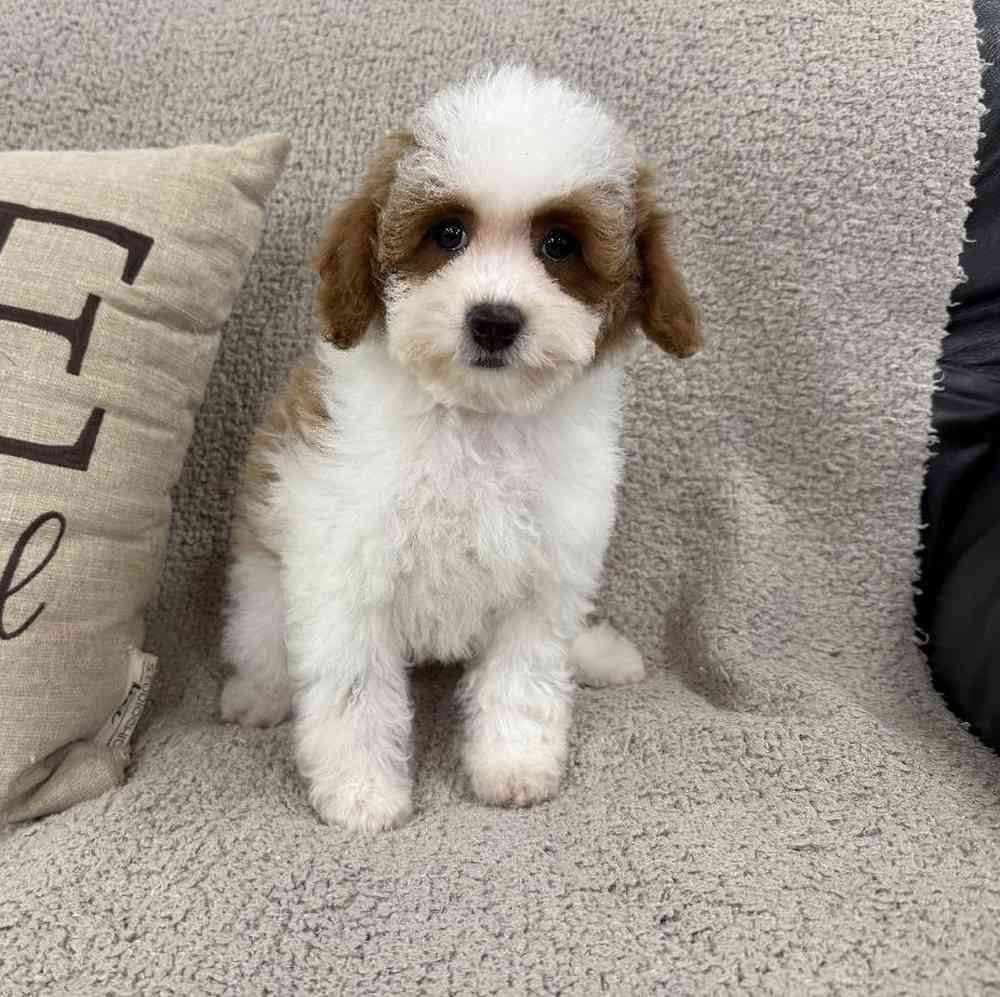 carousel pet images