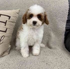 Mini Poodle
