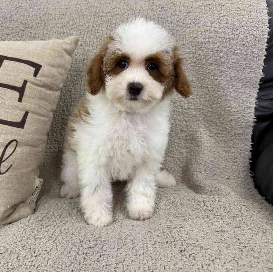 Mini Poodle