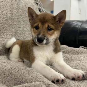 Shiba Inu