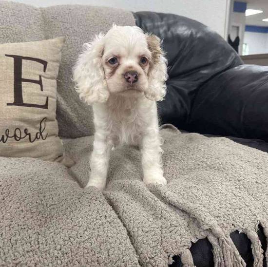 Cocker Spaniel