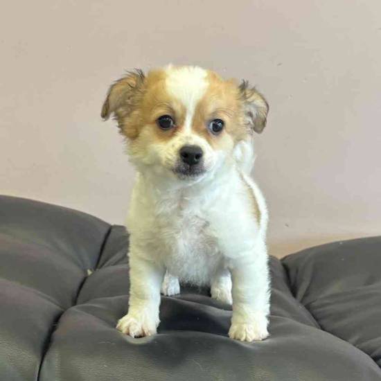 Chihuahua