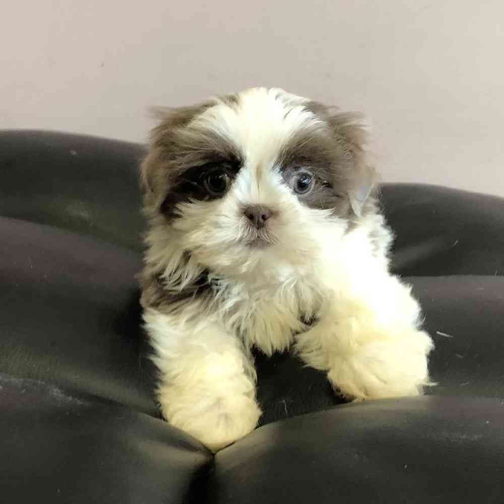 carousel pet images