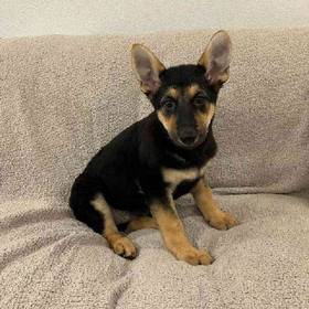 German Shepherd