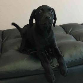 Labrador Retriever