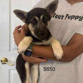 German Shepherd Mix