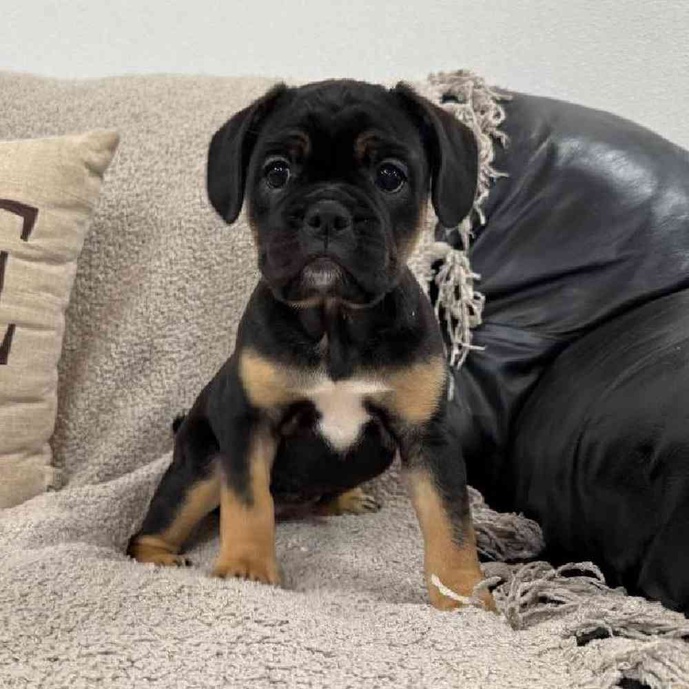 Image of a pet breed in the gallery