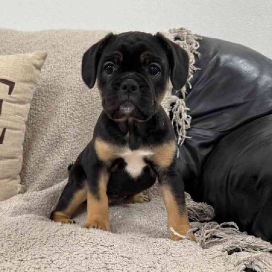 Bulldog Mix