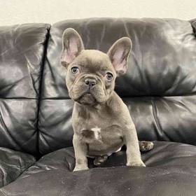 French Bulldog