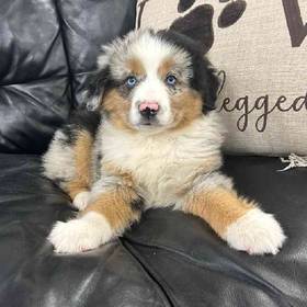Mini Aussie
