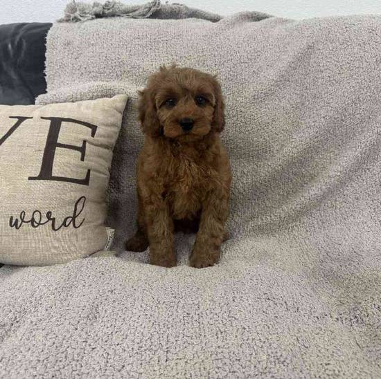 Cavapoo