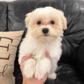 Maltese