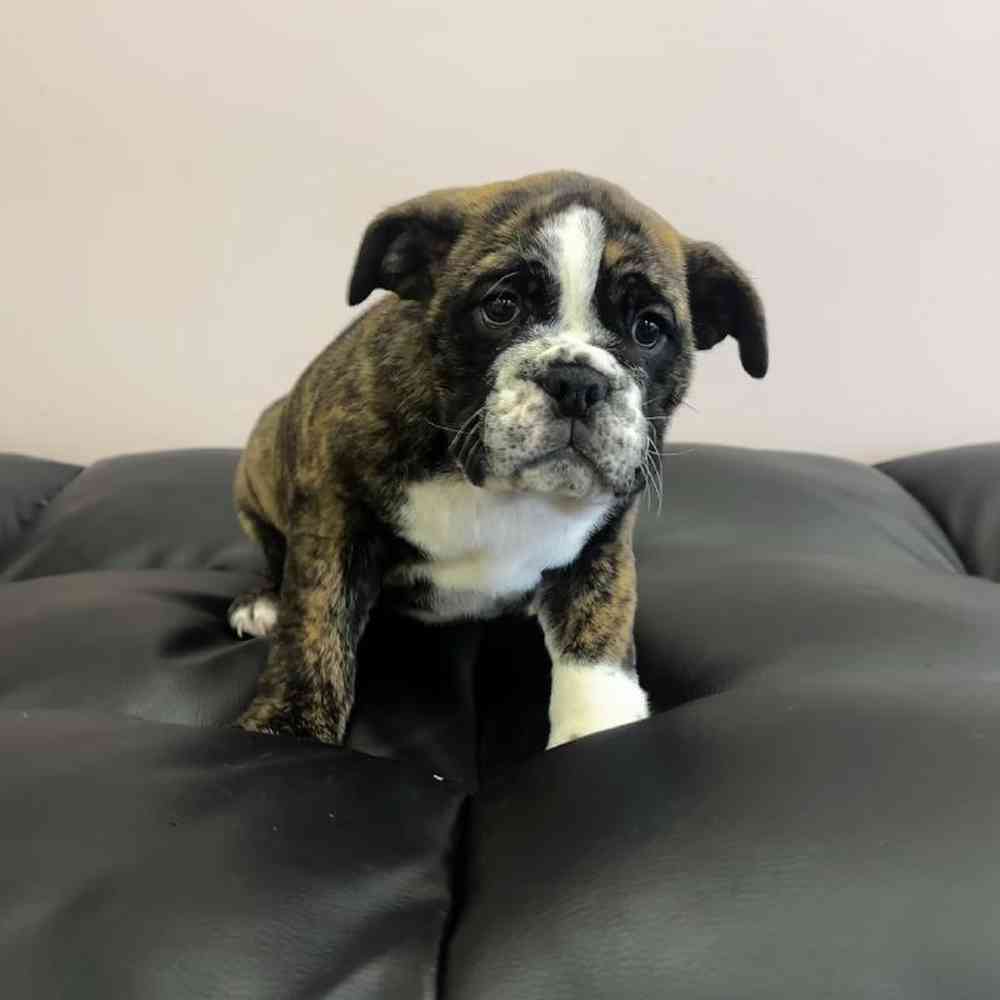 Male English Bulldog Puppy for Sale in West Warwick, RI