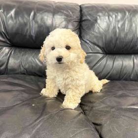Bichon-Poo